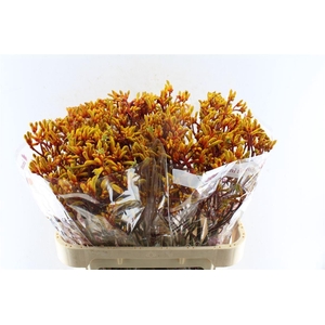 Anigozanthos Gold Fever