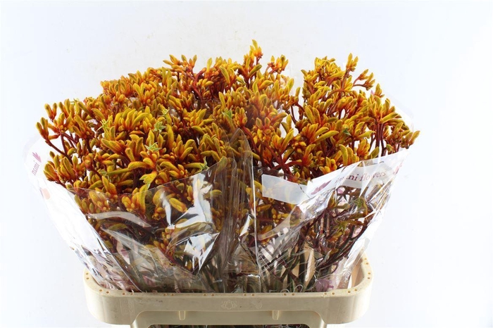 <h4>Anigozanthos Gold Fever</h4>