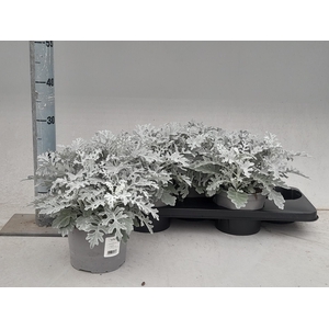 JACOBAEA MARITIMA