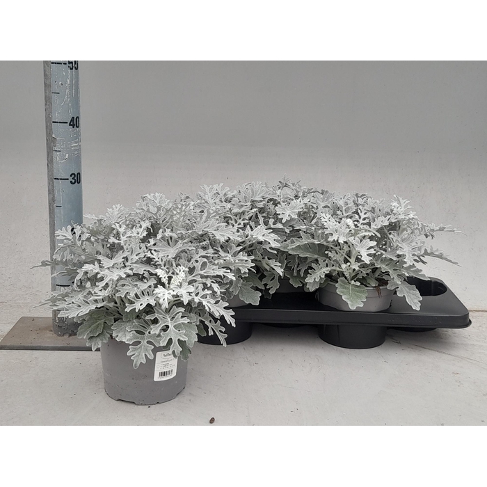 <h4>JACOBAEA MARITIMA</h4>