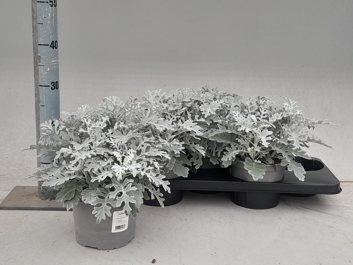 JACOBAEA MARITIMA