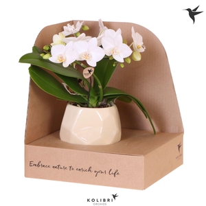 Kolibri Orchids Phalaenopsis Halo white in Pearl pot travertine in showbox