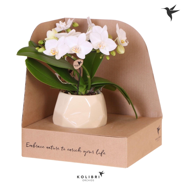 <h4>Kolibri Orchids Phalaenopsis Halo white in Pearl pot travertine in showbox</h4>