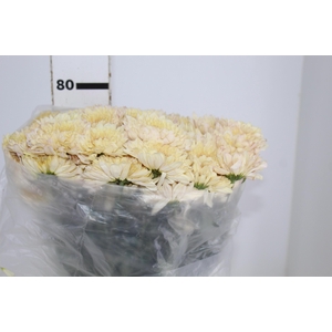 CRISANTEMO SOBERTY VANILA 080 CM CHAMPAGNE/CREME