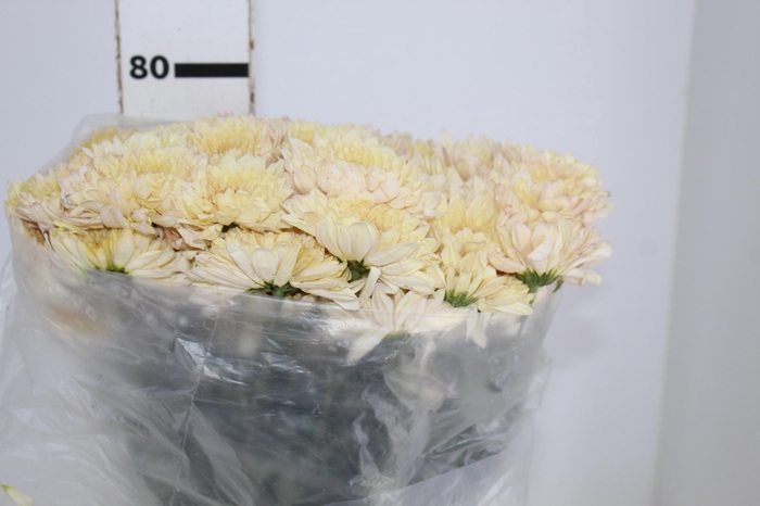 <h4>CRISANTEMO SOBERTY VANILA 080 CM CHAMPAGNE/CREME</h4>