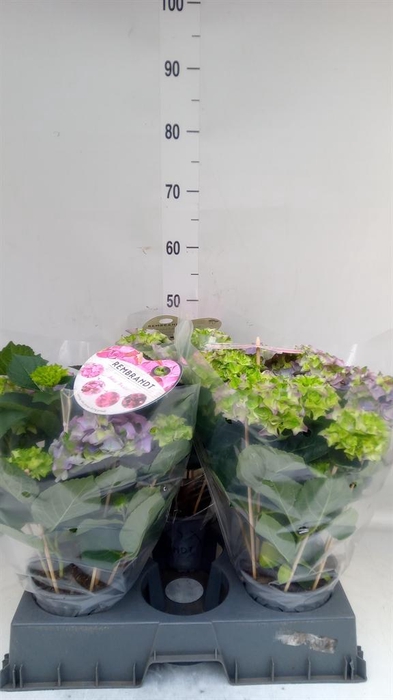 <h4>Hydrangea mac.   ...</h4>