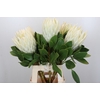 Protea Cyn. Ayoba Arctic Ice