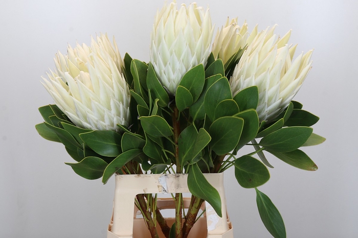 <h4>Protea Cyn. Ayoba Arctic Ice</h4>
