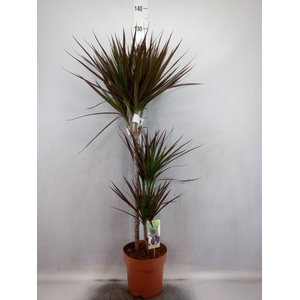 Dracaena marg. 'Magenta'