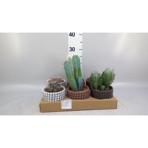 Cactus   ...