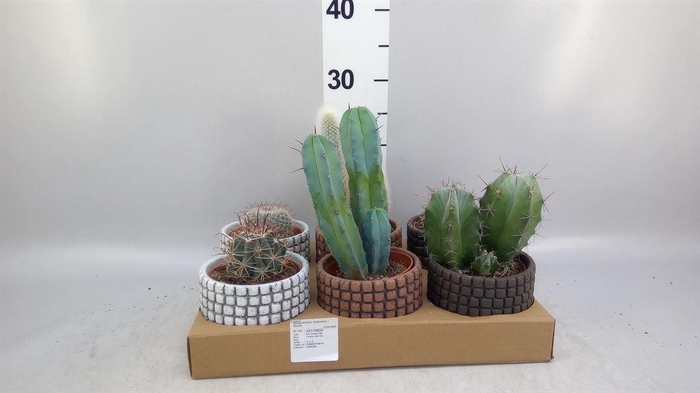 <h4>Cactus   ...</h4>