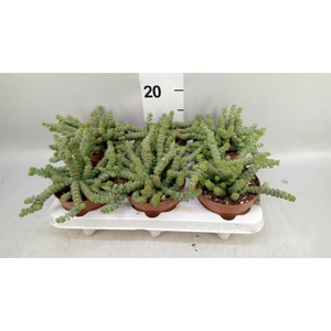 Crassula marnieriana