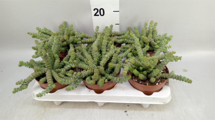 <h4>Crassula marnieriana</h4>