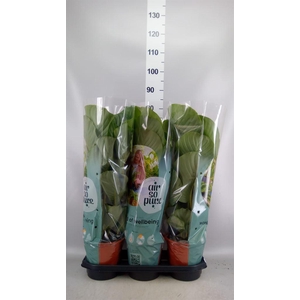 Calathea orbifolia