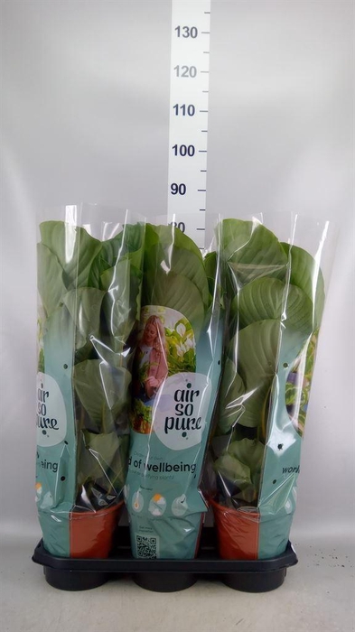 <h4>Calathea orbifolia</h4>