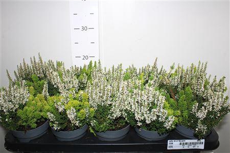 <h4>Callu Bl Ci Lig Gem</h4>