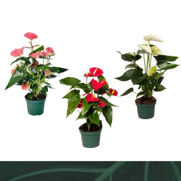 <h4>Anthurium mix 12cm 4 kleuren</h4>