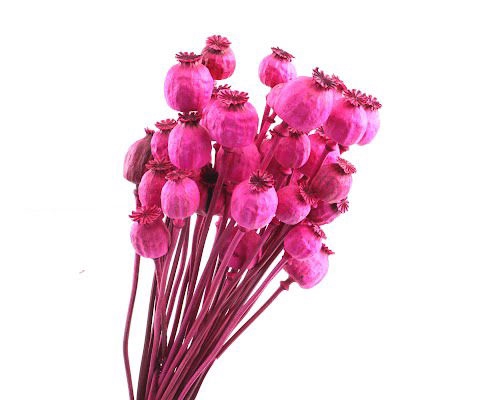 <h4>Papaver Cerise</h4>