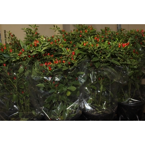 PIMENTA MALAGUETINHA P24