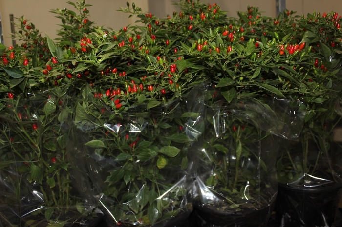 <h4>PIMENTA MALAGUETINHA P24</h4>