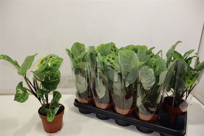<h4>Maranta Ov</h4>