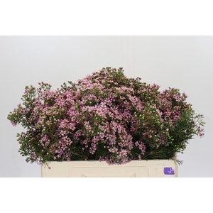 Chamelaucium Jupiter Solar