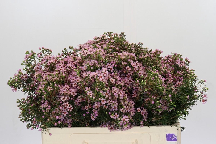 <h4>Chamelaucium Jupiter Solar</h4>