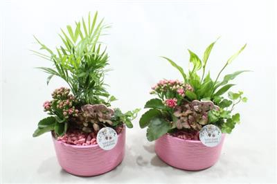 <h4>SC03 LOES PINK</h4>