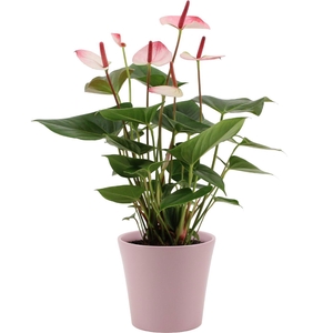 Anthurium Amalia Elegance in Boston ceramics