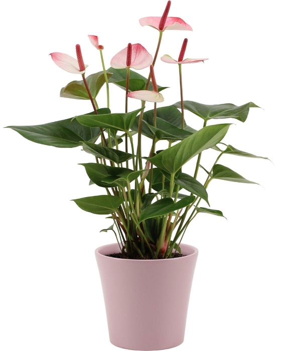 <h4>Anthurium Amalia Elegance in Boston ceramics</h4>