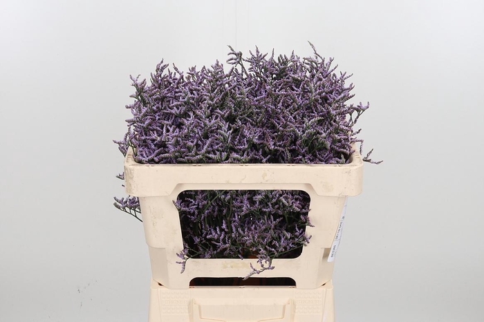 <h4>Lim Saf Dark Blue</h4>