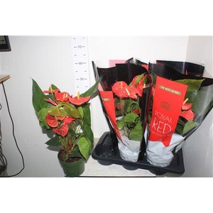** Anthu An Madural 5+ * Spring Deal *