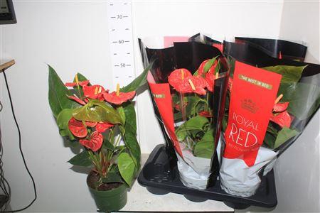 ** Anthu An Madural 5+ * Spring Deal *