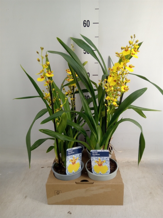 <h4>Oncidium   ...</h4>