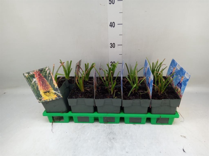 <h4>Kniphofia uvaria</h4>