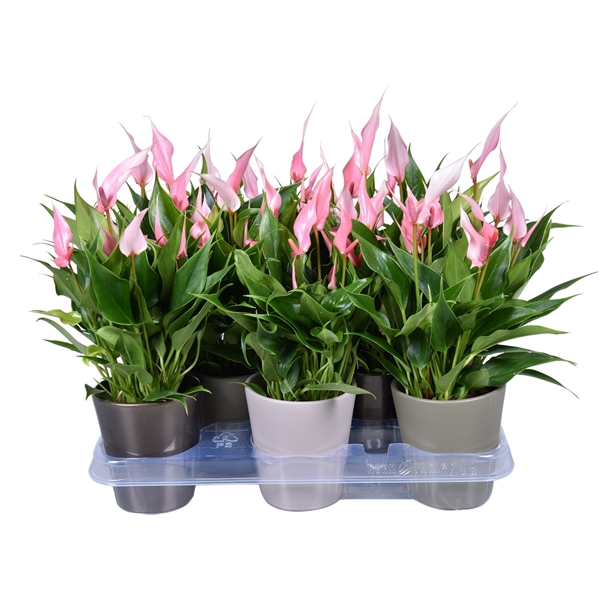 <h4>Anthurium Lilli 9 cm in gemengd ZOE keramiek</h4>