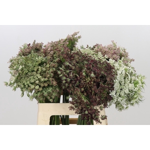 Daucus Carota Dara