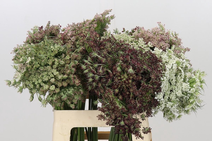 <h4>Daucus Carota Dara</h4>