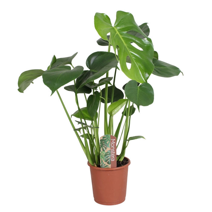 <h4>Monstera deliciosa in blanco hoes met etiket</h4>