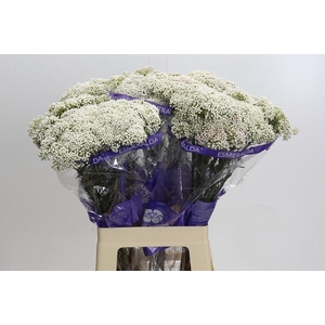 OZOTH COOKS SNOW WHI