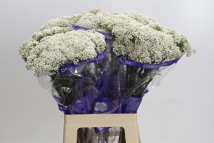 <h4>OZOTH COOKS SNOW WHI</h4>