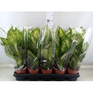 Dieffenbachia  'Compacta'