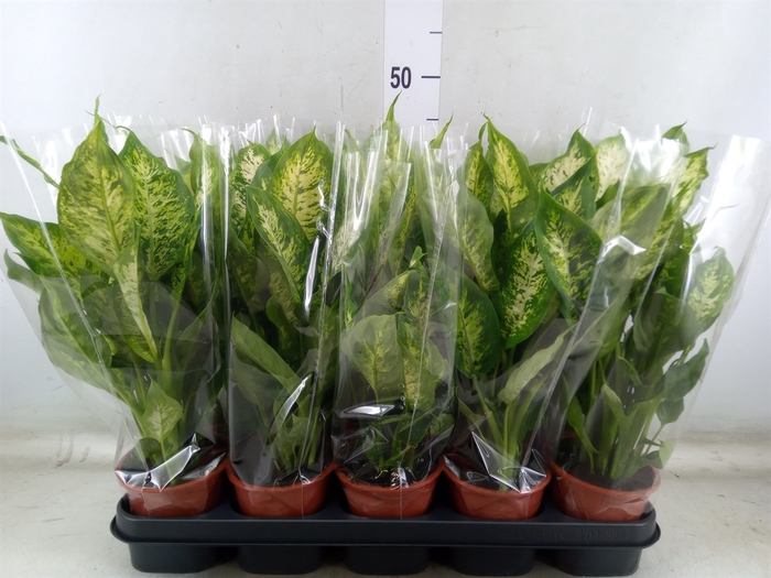 <h4>Dieffenbachia  'Compacta'</h4>