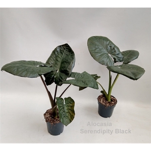 Alocasia Serendipity Black 14cm