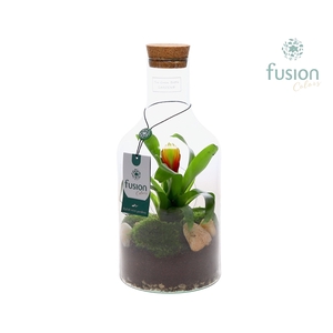 Green Bottle Fles Small met Bromelia