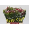 BQ Protea 3 Flowers