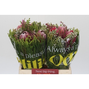 BQ Protea 3 Flowers