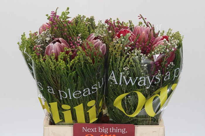 <h4>BQ Protea 3 Flowers</h4>