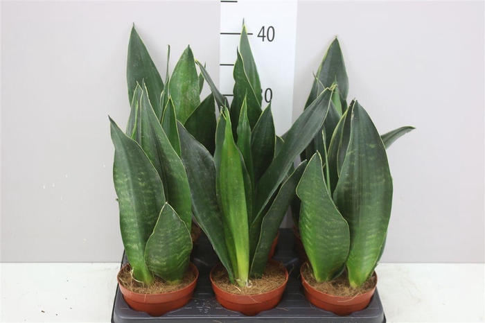 <h4>Sanseveria Superba Groen</h4>