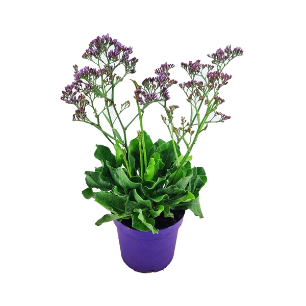 <h4>Limonium salt lake</h4>